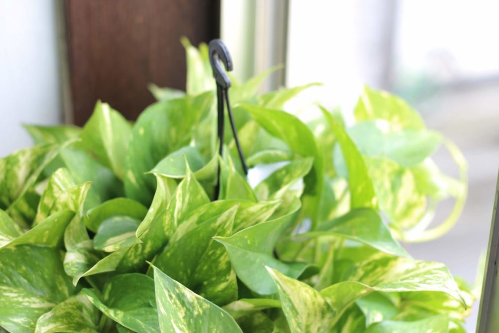 植物