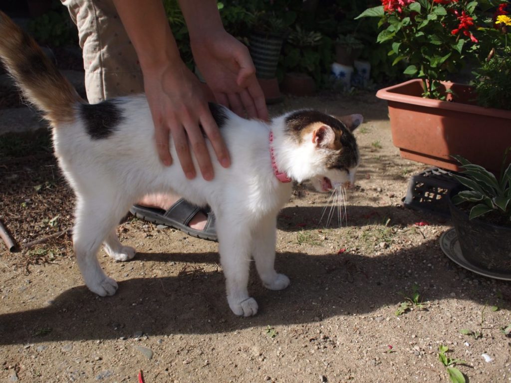 猫の支え