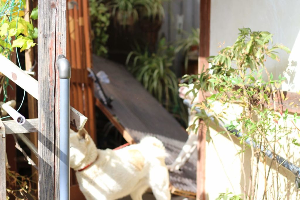犬